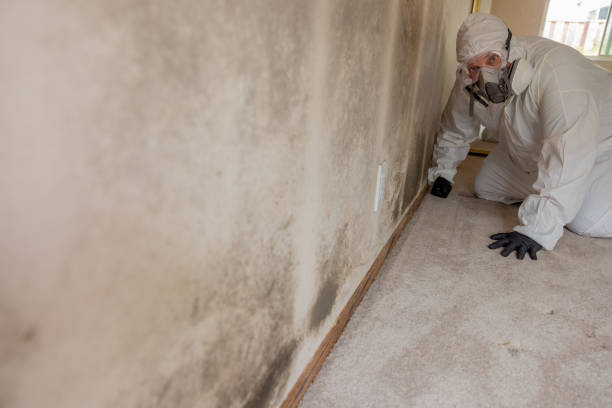 Best Basement Mold Removal  in Perry, KS